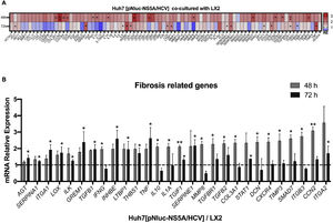 Fibrosis-related genes expression regulation in Huh7 [pNluc-NS5A/HCV] during co-cultured with LX2 cells. Huh7 cells were transfected with pNluc-NS5A/HCV for 24 h and were co-cultured with LX2 for 48 and 72 h, then 84 fibrosis-related genes expression were evaluated in Huh7 cells. (A) Heat map of the relative expression of fibrosis-related genes evaluated by the RT2 Profiler human fibrosis PCR Array. (B) mRNA relative expression of differentially expressed fibrosis-related genes. The dotted line represents the relative mRNA expression of control group. Graphical results are presented as mean ± SEM of three independent experiments. Student T-test, **p < 0.01, *p < 0.05.