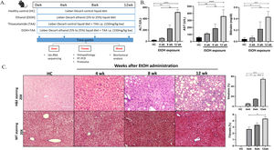 Ethanol-fed liquid diet induces steatosis and mild fibrosis. A. The study design shows groups of animals given a control, alcohol, thioacetamide (TAA), and EtOH+TAA (ethanol+TAA) diet for 12 weeks. 16s rRNA sequencing for gut microbiota analysis was performed at 4,8 and 12 weeks. B: Serum liver damage markers ALT (alanine transaminase), AST (aspartate aminotransferase), and Bilirubin levels in mice at 4, 8, and 12 weeks after EtOH exposure increased over time. C: Liver injury, as assessed by hematoxylin and eosin (H&E) staining after EtOH exposure, showed increased steatosis at week 12. The Masson