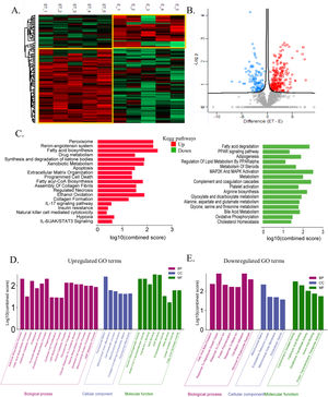 The global liver proteome identifies phenotypes associated with alcohol-associated hepatitis at 12 weeks. A: Heatmap analysis between EtOH and EtOH+TAA (ET) groups showed a clear distinction between the groups. B: Volcano plot showing significantly changed proteins (p < 0.05, t-test; Fold change>1.5) in mice livers between EtOH and EtOH+TAA group. C: Kyoto Encyclopedia of Genes and Genomes (KEGG) pathways upregulated and downregulated in EtOH+TAA. D: Gene ontology (GO) terms upregulated in EtOH+TAA. E: GO terms downregulated in EtOH+TAA.