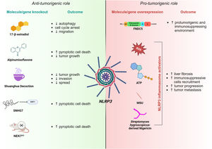 Schematic of NLRP3 inflammasome involvement in HCC. Accumulating evidence suggests that the NLRP3 inflammasome may have both an anti-tumorigenic (left panel) and a pro-tumorigenic role (right panel) in HCC progression. Anti-tumorigenic features of NLRP3 are exerted by 17-β-estradiol, Alpinumisoflavone, Shuanghua Decoction, SNHG7 or NEK7 knockout, having different negative effects on tumor growth and progression. On the contrary, the overexpression of FNDC5 or NLRP3 inflammasome activators induces pro-tumorigenic traits through the NLRP3 pathway.