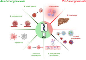 Schematic of AIM2 inflammasome involvement in HCC. Emerging evidence highlights the dual role of the AIM2 inflammasome in HCC, exhibiting both anti-tumorigenic (left panel) and pro-tumorigenic (right panel) effects. Activated AIM2 exerts anti-tumorigenic effects by suppressing tumor growth, angiogenesis, invasion and metastasis while promoting the recruitment of immune cells and inducing apoptosis of HCC cells. Conversely, AIM2 pro-tumorigenic activity is characterized by exacerbated inflammation, liver damage and tumor progression.