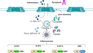 Scheme of the inflammasome pathway involved in HCC. Several studies show that the inflammasomes NLRP3, NLRP6, NLRP12 and AIM2 play roles in HCC. These inflammasomes act by cleaving Caspase-1, which in turn activates the pro-inflammatory cytokines, IL-1β and IL-18, alongside the pore-forming protein GSDMD, which ultimately promotes pyroptosis. Prolonged inflammasome activation leads to tissue inflammation.