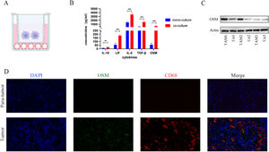 Tumor-associated macrophages produce oncostatin M in the tumor microenvironment. (A) Schematic diagram of the co-culture model. (B) The Luminex assay results confirmed the increase in the OSM content in cell culture medium obtained from the coculture models. The data are shown as the mean ± SD of three independent experiments. ***p < 0.001. (C) The Western blot analysis results confirmed the changes in the protein level of OSM in TAM induced by the conditioned medium. (D) Representative images of OSM and CD68 expression in the tumor microenvironment obtained via multiplex immunofluorescence staining of cholangiocarcinoma samples and normal tissue samples. Scale bars: 50 μM.