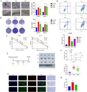 Biological effects of TAM and OSM on CCA. (A) Representative bright-field images and diameters of long-term cultured CCA organoids i. Upper scale bars: 500 μM. Lower scale bars: 50 μM. The data are shown as the means±SD (n = 5 for each group). ***p < 0.001. (B) A colony formation assay and subsequent crystal violet staining were performed to determine colony numbers. The data are shown as the means±SD (n = 3 for each group). ***p < 0.001. (C) Dose‒response curves for CCA organoids treated with Gem. The data are shown as the means±SD (n = 5 for each group). (D) CCA cells were incubated under different conditions as indicated in the presence or absence of 5 μM Gem for 48 h, and the percentage of apoptotic cells was determined via FACS. The data are shown as the mean ± SD of three independent experiments. (E) Schematic diagram of the design for the mouse xenograft experiments and Representative images showing tumors derived from transplanted organoids. (F) The tumor volume, tumor growth curve and tumor weight are shown. The data are shown as the means±SD (n = 4 for each group). ***p < 0.001. (G) Representative images showing the expression of EMT-related proteins (E-cadherin and Vimentin) and Ki67 in tumors. (H) The positive of Ki67 in the three groups. The data are shown as the mean±SD (n = 3 for each group). ***p < 0.001.