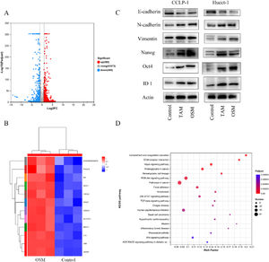 Transcriptome analysis of the effect of oncostatin M (OSM) on cholangiocarcinoma cells. (A) Volcano plot showing the differentially expressed genes (DEGs) between control and OSM-treated cancer organoids. Differential gene expression was statistically analyzed by the DESeq method and defined by two criteria: an absolute log2 (fold change) value of >1 and a P value of  < 0.05. A total of 585 genes were upregulated and 445 genes were downregulated in the OSM-treated cancer organoids. (B) Heatmap showing the differentially expressed genes of Hucct-1. Differential gene expression was statistically analyzed by the DESeq method and defined by two criteria: an absolute log2 (fold change) value of >1 and a P value of  < 0.05. (C) Western blot analysis of EMT-related genes (E-cadherin, N-cadherin and vimentin) and stem cell markers (Nanog and Oct-4) in CCA cells. (D) Gene set enrichment analysis of enriched Kyoto Encyclopedia of Genes and Genomes pathways.