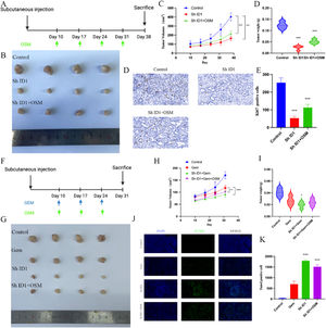 The macrophage-OSM-ID1 feedback loop promotes CCA growth and gemcitabine resistance in vivo. (A) Schematic diagram of tumor growth in the CCA xenograft assay. (B) Representative images of xenograft tumors from three different groups are shown. (C) The tumor volume, tumor growth curve and tumor weight are shown. The data are shown as the means±SD (n = 4 mice for each group). ***p < 0.001. (D) Representative immunohistochemical staining of Ki67 in the three groups. The data are shown as the means±SD (n = 3 for each group). ***p < 0.001. (E) Schematic diagram of chemoresistance in the CCA xenograft assay. (F) Representative images of xenograft tumors from four different groups are shown. (G) The tumor volume, tumor growth curve and tumor weight are shown. The data are shown as the means±SD (n = 4 mice for each group). *p < 0.05, **p < 0.01, ***p < 0.001. (H) Representative images of TUNEL-positive cells in the four groups. The data are shown as the means±SD (n = 3 for each group). ***p < 0.001.