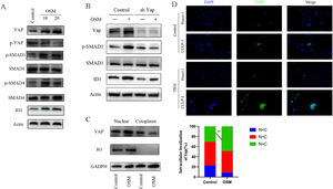 OSM activates ID1 in CCA cells through YAP nuclear enrichment. (A-B) OSM activates ID1 through YAP-SMAD1 signaling. CCA cells were treated with OSM (10 ng/ml or 20 ng/ml) for 7 days, after which protein expression was analyzed via Western blotting. (C) Western blotting showing YAP expression in the nucleus and cytoplasm. (D) Representative images of CCA cells stimulated with OSM (10 ng/ml) for 7 days and stained for YAP.