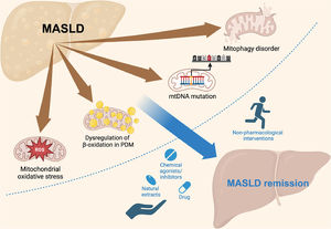 Schematic representation of the mechanisms of MASLD and potential therapeutic interventions. MASLD progression is linked to mitochondrial ROS, dysregulation of β-oxidation in PDM, mtDNA mutations, and mitophagy disorders. These mitochondrial dysfunctions contribute to disease progression but can be targeted by various interventions. Non-pharmacological approaches, such as physical activity, and pharmacological strategies, including drugs, chemical agonists/inhibitors, and natural extracts, can promote MASLD remission by addressing mitochondrial dysfunction.