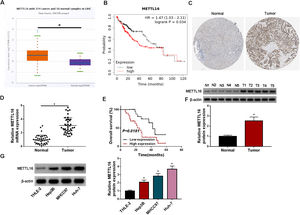 METTL16 expression is increased in HCC, and elevated METTL16 expression predicts poor HCC prognosis. (A) ENCORI algorithm revealing the upregulation of METTL16 transcript in liver cancer (LIHC) compared with normal samples. (B) Kaplan-Meier Plotter database showing the association of METTL16 expression with HCC prognosis. (C) The human protein atlas resource unveiling the high expression of METTL16 protein in HCC specimens. (D) Validation of high METTL16 transcript in clinical HCC tumors (n = 40) compared with matched healthy samples (n = 40). P-value based on the Mann-Whitney U test. (E) Kaplan-Meier survival curve revealing the positive correlation of high METTL16 expression (above median) with poor survival. P-value based on the Log-rank (Mantel-Cox) test. (F) Validation of high METTL16 protein levels in clinical HCC tumors (n = 5) compared with matched healthy samples (n = 5). P-value based on a two-tailed Student