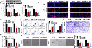 METTL16 deficiency suppresses HCC cell growth, invasiveness and sphere formation in vitro. (A) Expression of METTL16 protein by immunoblotting in MHCC97 and Huh-7 HCC cells transfected with si-NC, si-METTL16#1, si-METTL16#2 or si-METTL16#3. (B-H) MHCC97 and Huh-7 HCC cells were introduced with si-NC, si-METTL16#1, or si-METTL16#3. (B) CCK-8 cell viability assay in transfected MHCC97 and Huh-7 HCC cells. (C and D) EdU cell proliferation assay with MHCC97 and Huh-7 HCC cells transfected as indicated. (E) Flow cytometry for cell apoptosis in MHCC97 and Huh-7 HCC cells after the indicated transfection. (F and G) Transwell invasion assay with thansfected MHCC97 and Huh-7 HCC cells. (H) Sphere formation of MHCC97 and Huh-7 HCC cells after the indicated transfection was assessed. n = 3 for A-H. *P < 0.05 based on two-way ANOVA followed by Sidak