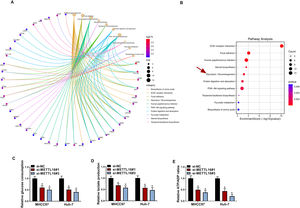 METTL16 depletion inhibits HCC cell glycolysis in vitro. (A and B) GSE224008 dataset revealed many DEGs after METTL16 silencing in Huh-7 liver cancer cells. KEGG pathway enrichment analysis of these DEGs was performed. (C-E) Cell glucose consumption level (C), lactate production level (D), and ATP/ADP ratio (E) in MHCC97 and Huh-7 HCC cells transfected with si-NC, si-METTL16#1, or si-METTL16#3 were evaluated using corresponding assay kits (n = 3). P based on two-way ANOVA followed by Sidak