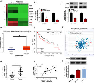 METTL16 affects PFKM expression in HCC cells. (A) GSE224008 dataset showing the decrease of PFKM transcript in Huh-7 liver cancer cells with METTL16 knockdown. (B) Expression of PFKM mRNA transcript in MHCC97 and Huh-7 HCC cells transfected with si-NC or si-METTL16 (the 1:1 ratio mix of si-METTL16#1:si-METTL16#3) by quantitative PCR (n = 3). P based on two-way ANOVA followed by Sidak