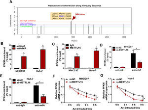 METTL16 mediates m6A methylation to stabilize PFKM mRNA. (A) SRAMP website predicted the putative m6A methylation sites within PFKM mRNA. (B and C) MeRIP with anti-m6A antibody (B) and RIP with anti-METTL16 antibody (C) were performed using lysates of MHCC97 and Huh-7 HCC cells. Enrichment of PFKM transcript was gauged by quantitative PCR (n = 3). (D and E) MeRIP with anti-m6A antibody was done using lysates of si-NC- or si-METTL16-transfected cells, and followed by detection of PFKM transcript enrichment by quantitative PCR (n = 3). (F and G) Si-NC- or si-METTL16-transfected MHCC97 and Huh-7 cells were subjected to Act D treatment for the indicated time and checked for PFKM mRNA levels by quantitative PCR (n = 3). *P < 0.05 based on two-way ANOVA followed by Sidak