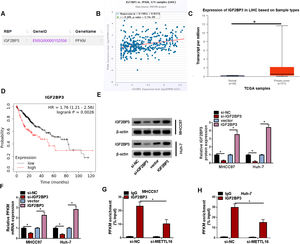 IGF2BP3 influences PFKM mRNA expression. (A) ENCORI algorithm observed the putative binding of IGF2BP3 to PFKM mRNA transcript. (B) ENCORI algorithm predicted the positive expression correlation between PFKM and IGF2BP3 in liver cancer (LIHC). (C) TCGA database showed the upregulation of IGF2BP3 transcript in LIHC samples. (D) Kaplan-Meier Plotter tool revealed that IGF2BP3 upregulation predicted poor prognosis in LIHC patients. (E) Expression of IGF2BP3 protein in MHCC97 and Huh-7 cells transfected with si-NC, si-IGF2BP3, vector, or IGF2BP3 expression construct (n = 3). P based on two-way ANOVA followed by Sidak