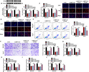 Restored PFKM expression reverses METTL16 deficiency-mediated cell phenotype alterations in vitro. (A-J) MHCC97 and Huh-7 HCC cells were subjected to transfection of si-NC, si-METTL16, si-METTL16+vector, or si-METTL16+PFKM expression construct. (A) Expression of PFKM protein by immunoblotting in transfected cells. (B) CCK-8 cell viability assay in transfected MHCC97 and Huh-7 HCC cells. (C and D) EdU cell proliferation assay with MHCC97 and Huh-7 HCC cells transfected as indicated. (E) Flow cytometry for cell apoptosis in MHCC97 and Huh-7 HCC cells after the indicated transfection. (F) Transwell invasion assay with thansfected MHCC97 and Huh-7 HCC cells. (G) Sphere formation of MHCC97 and Huh-7 HCC cells after the indicated transfection was assessed. (H-J) Cell glucose consumption level, lactate production level, and ATP/ADP ratio in MHCC97 and Huh-7 HCC cells transfected as indicated using corresponding assay kits. n = 3 for A-J. *P < 0.05 based on two-way ANOVA followed by Sidak