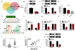 POU3F2 enhances METTL16 transcription in HCC cells. (A) Genecards, PROMO and JASPAR algorithms predicted the putative TFs in regulating METTL16 transcription. (B and C) The transfection efficiencies of si-YY1 or si-POU3F2 were confirmed by immunoblotting. P-value based on a two-tailed Student