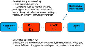 The gut-liver axis (red) is the central segment in any other gut-organ axis and in the control and distribution of zinc. Assessment of zinc status and determining the factors that determine zinc uptake are critical for health and need to be monitored in liver and gut disease.