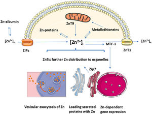 Simplified view of cellular zinc (Zn) distribution. The figure shows half a cell with a mitochondrion (top) and the subcellular distribution of intracellular zinc ([Zn2+]i) to other organelles in the same cell (bottom). The expression levels of Zip and ZnT transporters and metallothioneins differ in different cells. Vesicular exocytosis of Zn is employed by some cells only. For human liver, RNA levels of Zip and ZnT transporters have been reported [35]: Zip9>Zip3,6,7,8,11,14>Zip2,10,13 and ZnT10>ZnT5,6,7,9>ZnT1,4. The expression levels of the different metallothioneins change during the development of liver disease [36]. MTF-1: metal regulatory transcription factor-1. The figure was generated with the use of Servier Medical Art.