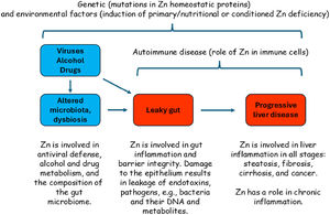 The role of zinc in gut and liver disease. External factors (blue) and the gut microbiome (blue) are factors in gut disease. Importantly, gut disease (red) is a predisposing factor for liver disease (red). Zinc (Zn) is involved in all stages and, in addition, has roles in the immune system. Genetic predisposition, dietary zinc deficiency or other external factors that affect zinc uptake are also important in pathogenesis.