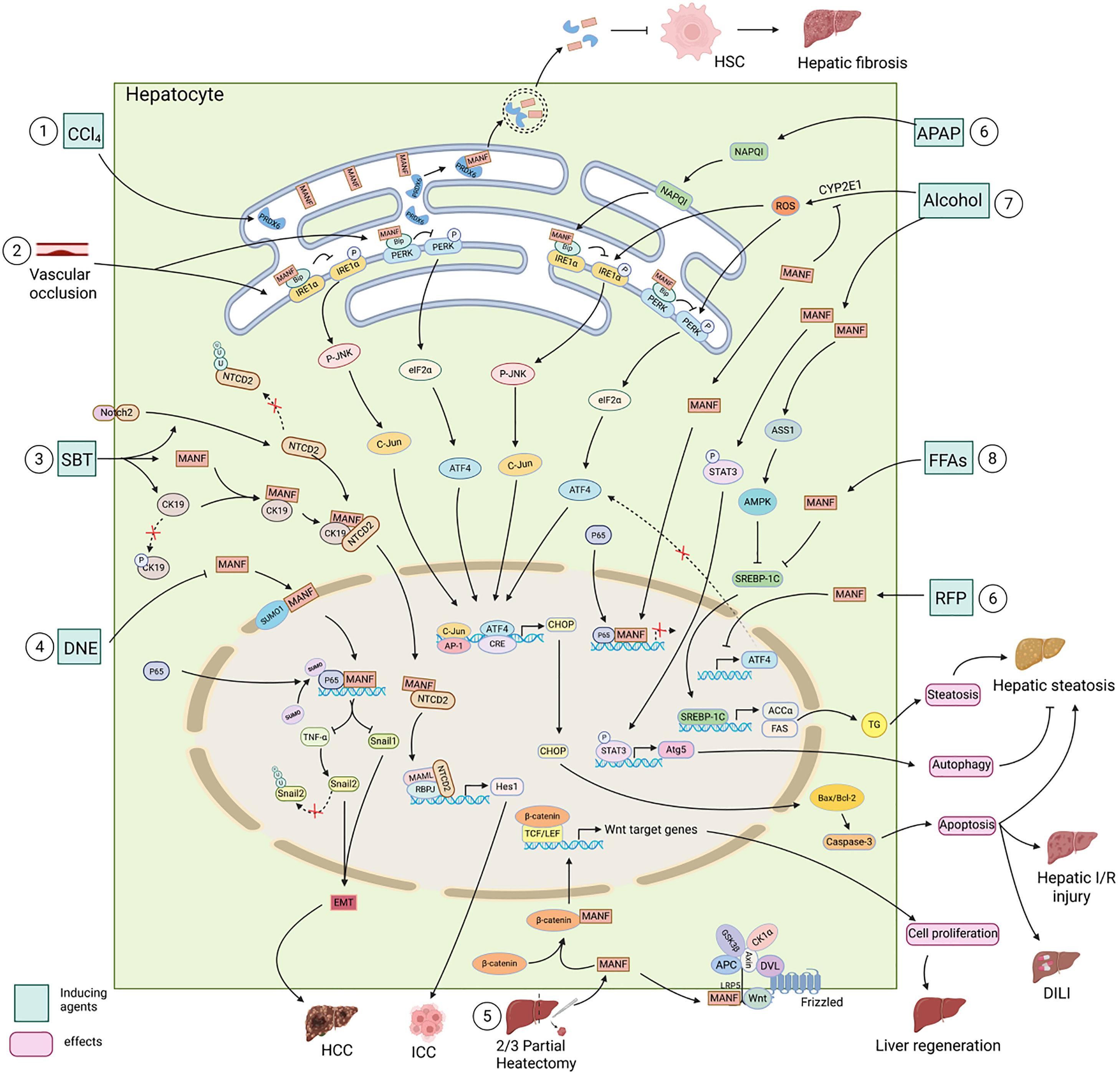 Mesencephalic astrocyte-derived neurotrophic factor (MANF): a context ...