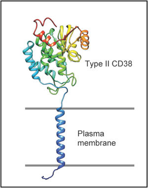 A model of full-length CD38. The classic type II orientation of CD38 is oriented with the principal C-terminal, catalytic domain towards the extracellular space. Several residues including Glu226, Trp125, and Trp189 form the enzymatic subunit, while Glu146 regulates the hydrolase and cyclase activities [108]. The transmembrane and N-terminal domains have no known enzymatic function. Generated using AlphaFold.