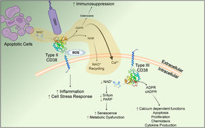 Cellular responses regulated by type II and type III CD38. Oriented toward the extracellular space, type II CD38 possesses both enzymatic and receptor-ligand functions. Its enzymatic function includes scavenging NAD+(and NADPH) released from surrounding apoptotic cells to facilitate transport and recycling of nicotinamide substrates and promote Ca2+ dependent signaling. As a receptor, type II CD38 can interact with CD31 or internalize in response to ROS, leading to upregulation of inflammatory mediators and cytokines. Conversely, type III CD38 regulates intracellular NAD+pools and directs cellular processes involved in senescence, cell metabolism, proliferation and survival. Generated with BioRender.