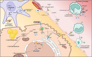 CD38-regulated pathways in liver injury and fibrosis. CD38 is present on nearly all cells within the liver. In hepatocytes, it can promote cell senescence, increased lipid storage, gluconeogenesis and cellular apoptosis through Ca2+ mediated signaling pathways. Another hallmark of chronic liver disease, EC dysfunction, induced by CD38, can downregulate nitric oxide production and increase ROS leading to cellular damage. Inflammation triggered by CD38 engagement on infiltrating immune cells further facilitates liver injury and fibrosis, whereas hepatic stellate cells can differentiate into myofibroblasts leading to increased collagen and extracellular matrix deposition that enhances liver cirrhosis. Generated with BioRender.