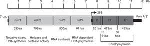 Organization of the chikungunya virus genome. The figure shows the nonstructural and structural proteins the way they are organized throughout the genome as well as the non-translatable regions in 5′ and 3′. The function and size in amino acids is showed for each protein. The figure is drawn to scale based on the CHIKV genome with GenBank access number: AM258990. The non-translatable regions sizes were obtained from Hyde et al.92 The figure was adapted from Weaver61 and Solignat.93 nsP, nonstructural protein; C, capsid; E, envelope; AA, amino acid.