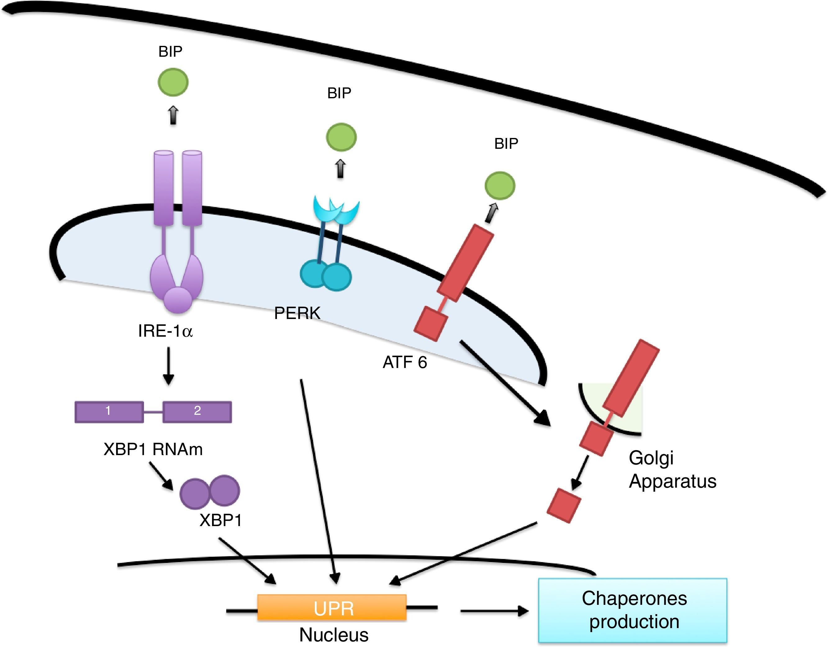 Roles of calcium and Mitochondria-Associated Membranes in the development  of obesity and diabetes | Medicina Universitaria