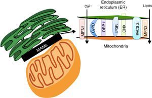 The Mitochondria-Associated Membranes (MAMs) are a microdomain made up of different proteins which are in charge of calcium homeostasis, transport of lipids, mitochondrial morphology and the oversight of cellular death. Their work has recently been associated with the coordination of energetic metabolism.