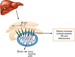 The development of obesity promotes an increase in between ER and mitochondrias contacts in the liver, leading to mitochondria Ca2+ overload and oxidative damage and inflammation generation.