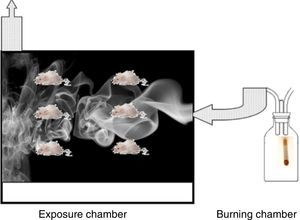 Smoke passes from the burning chamber on the left, to the exposure chamber on the right.