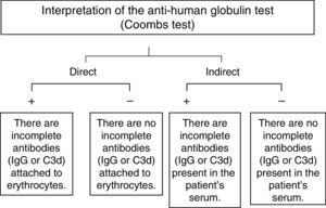 Interpretation of the results of the anti-human globulin or Coombs tests.