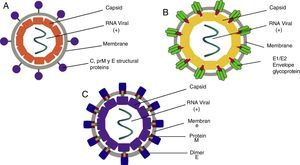 Structure of a viral particle of DENV (A), CHIKV (B) and ZIKV (C). DENV: Dengue virus; CHIKV: Chikungunya virus; ZIKV: Zika Virus. Source: Modis,8 Coudera,22 and Weaver.15