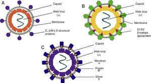 Structure of a viral particle of DENV (A), CHIKV (B) and ZIKV (C). DENV: Dengue virus; CHIKV: Chikungunya virus; ZIKV: Zika Virus. Source: Modis,8 Coudera,22 and Weaver.15