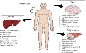 Tropisms presented by the Dengue, Chikungunya and Zika viruses. Sources: Wu,17 Couderc,22 and Lanciotti.27