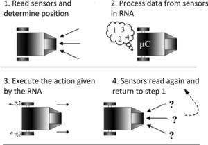 Algorithm for decision-making using RNA-BP