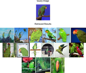 Query Image and Top 15 Retrieved Results for Image Parrot, Results are Clustered on Basis of Inner Pixels’ Colors.