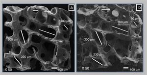 SEM images showing the effect of demineralization process in the morphology and structure of BM (a). There were no significant changes as a result of demineralization in distribution of pores, neither in shape nor size, thus preserving the three dimensional structure in the CS (b).