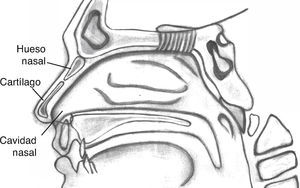 Anatomía de las capas de la nariz.