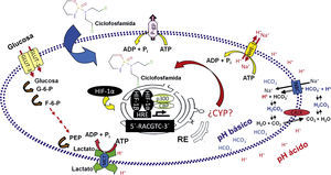 Factores de resistencia a fármacos antineoplásicos regulados por hipoxia. El factor por inducción de hipoxia —en particular su subunidad factor por inducción de hipoxia 1a— presente en el citosol, se estabiliza y es traslocado inmediatamente al núcleo, donde se heterodimeriza con otras proteínas y activa la maquinaria transcripcional para regular la expresión de diversos genes. Varios de estos codifican proteínas que son consideradas de resistencia farmacológica o participan en procesos que generan resistencia. Por ejemplo, la glucólisis puede conducir a incrementos en la síntesis y liberación de lactato. Asimismo, la hipoxia incrementa la expresión de proteínas relacionadas con la regulación del pH extracelular, como la anhidrasa carbónica y el antiporte de sodio-hidrógeno 1, lo cual es relevante para la resistencia, puesto que el pH puede limitar la entrada de ciertos fármacos a las células tumorales. De manera similar, proteínas importantes en la extrusión de fármacos en células tumorales, como la glucoproteína P, se encuentran sobreexpresadas. Un grupo de enzimas reconocidas entre las principales metabolizadoras de fármacos, los citocromos P450, también son consideradas mediadoras de resistencia farmacológica en varios tumores. Sin embargo, a la fecha no existen datos suficientes que demuestren que la hipoxia también modula la expresión de dichas enzimas. ADP: adenosina difosfato; ATP: adenosina trifosfato; CAIX: anhidrasa carbónica; CBP: proteína de unión a CREB; CO2: dióxido de carbono; F-6-P: fructosa-6-fosfato; GLUT1: transportador de glucosa 1; GLUT3: transportador de glucosa 3; G-6-P: glucosa-6-fosfato; H+: hidrogenión; HIF-1a: factor por inducción de hipoxia 1a; H2CO3: ácido carbónico; H2O: agua; HCO3-– anión bicarbonato; HRE: elemento de respuesta a hormonas; MCT: transportadores de monocarboxilato; Na+: ion de sodio; NBC: cotransportador Na+/HCO3- NHE-1: antiporte de sodio-hidrógeno; p300: proteína de unión E1A p300; PEP: ácido fosfoenolpirúvico; Pi: fosfato inorgánico; P-gp: glucoproteína P; RE: retículo endoplasmático. Adaptado por Valencia-Cervantes a partir de Brahimi-Horn y Pouysségur, 2009.