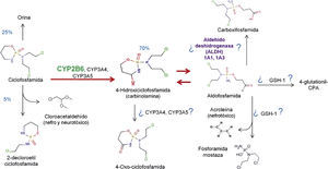 CYP2B6 y el metabolismo de ciclofosfamida. Los porcentajes en azul indican los desechos o el porcentaje de generación del metabolito en cuestión. Se ha sugerido en la figura que algunos citocromos P450, así como el glutatión 1 y las ALDH 1A1 y 1A3 pudieran intervenir en la generación de metabolitos por la presencia de los mismos en estudios de expresión proteica. 4-glutationil-CPA: 4-glutationil-ciclofosfamida. Adaptado por Tamayo-Chuc a partir de McDonald et al., 2003; McCune et al., 2006 y Emadi A et al., 2009.
