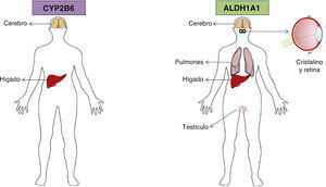 Sitios de expresión de CYP2B6 y ALDH1A1 en el ser humano. Elaborado por Tamayo-Chuc a partir de Thorn et al., 2010 y Allahverdiyev et al., 2012.