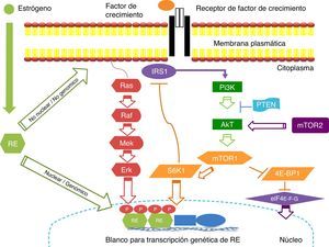 La vía de señalización de PI3K/Akt/mTOR regula la proliferación, migración, supervivencia celular, metabolismo y apoptosis. Esta cascada de señalización está desregulada en el cáncer de mama, aumentando la proliferación celular. La activación del receptor de la vía PI3K/Akt/mTOR es mediada a través de proteínas adaptadoras tales como IRS1 y Ras. Las proteínas mTOR regulan la actividad de reguladores traduccionales como 4E-BP1 y S6K. Existe comunicación cruzada (cross-talk) bidireccional entre los receptores de estrógenos (RE) y los receptores de factores de crecimiento (ejemplo: HER2) los cuales median la señalización vías PI3K/Akt y MAPK. Estas 2 vías pueden directamente fosforilar al RE genómico, resultando en un aumento de la transcripción de genes regulados por estrógenos. El RE también puede interactuar en una manera no genómica con receptores de factores de crecimiento en la superficie celular y facilitar la vía de señalización vía PI3K/Akt. IRS1: proteínas sustrato 1 del receptor de insulina; mTor: mammalian target of rapamycin; PI3K, fosfatidilinositol; PTEN: phosphatase and tensin homolog; RE: receptor de estrógeno; S6K1, cinasa p70 S6 ribosomal; 4E-BP1:proteína de unión al factor de iniciación 4E.