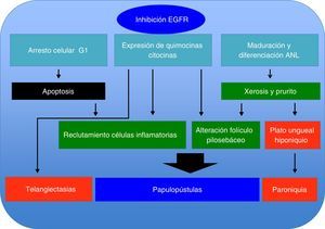 Mecanismo fisiopatológico de las manifestaciones cutáneas generadas por inh EGF.