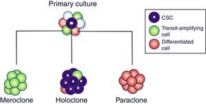 Types of colony derived from primary culture of breast cancer cells depending on the type of cell from which the colony is cloned.