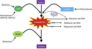 Metabolismo del acetaldehído a partir del etanol.