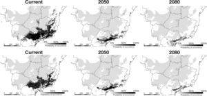 Predicted occurrences for Phalotris lativittatus considering the three ENM methodologies and two CO2 emission scenarios. Upper maps represent predictions considering the liberal consensus (threshold of 50%), while lower maps represent the more conservative threshold (70%). Shaded area represents the extent of the Cerrado.