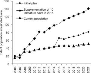 Mean extant population size of reintroduced red-billed curassows at REGUA until 12 years after the cessation of releases. Values were provided by VORTEX software in relation to the scenarios “initial plan”, “supplementation of ten immature pairs in 2015”, and “current population”.