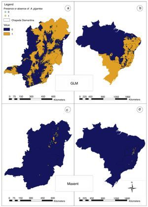 Transformed map for presences and absences based on kappa statistics. Figures a and c for Bahia and Minas Gerais area and b and d for Brazil. Figures located above (a and b) are based on GLM model and figures below (c and d) on Maxent model.